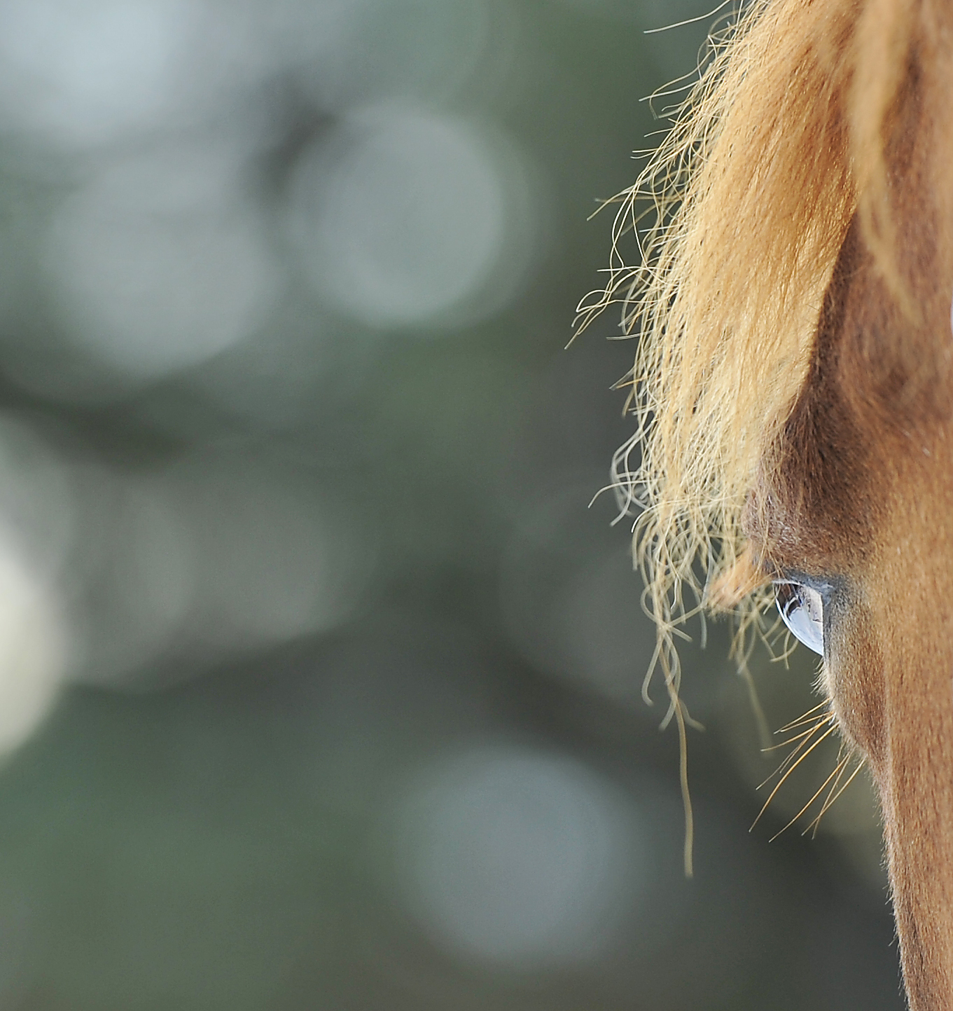 Hest
Keywords: Hest