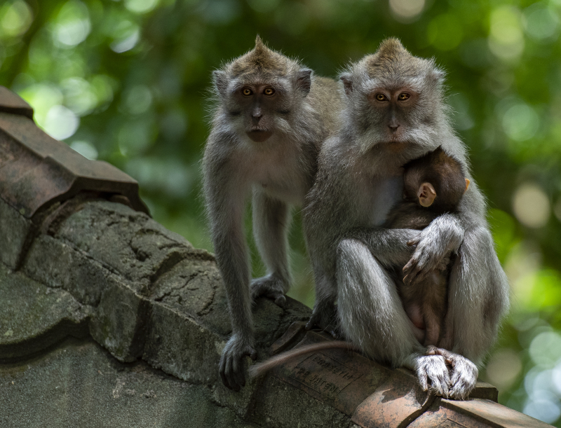 Ubud, Bali
Fra Monkey Forest. Er du redd for apekatter så er ikke dette plassen for deg. Her får du dem plutselig opp i håret for å plukke lus fra deg.
Keywords: Ubud;Indonesia;Bali;Asia
