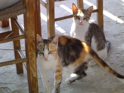 Naxos, Hellas
Bilder fra den greske øya Naxos
Keywords: Naxos;Greece;Hellas;Kykladene