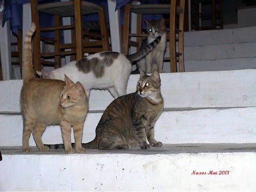 Naxos, Hellas
Bilder fra den greske øya Naxos
Keywords: Naxos;Greece;Hellas;Kykladene