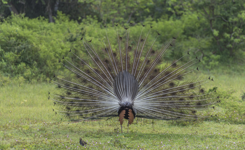 Yala National Park
Keywords: Yala;National;Park;Sri Lanka;Ceylon;Asia