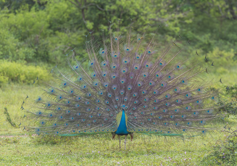 Yala National Park
Keywords: Yala;National;Park;Sri Lanka;Ceylon;Asia