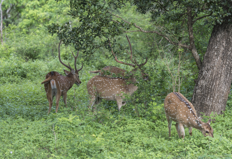 Yala National Park
Keywords: Yala;National;Park;Sri Lanka;Ceylon;Asia