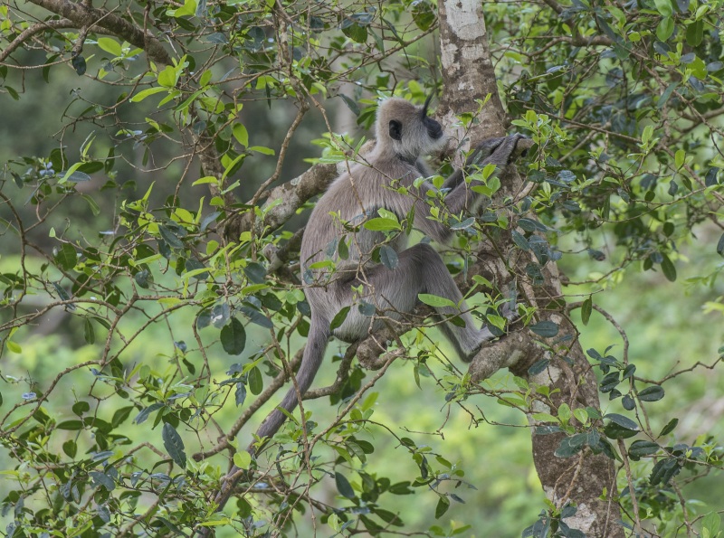 Yala National Park
Keywords: Yala;National;Park;Sri Lanka;Ceylon;Asia