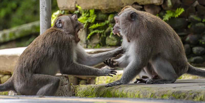 Ubud, Bali
Fra Monkey Forest. Er du redd for apekatter så er ikke dette plassen for deg. Her får du dem plutselig opp i håret for å plukke lus fra deg.
Keywords: Ubud;Indonesia;Bali;Asia