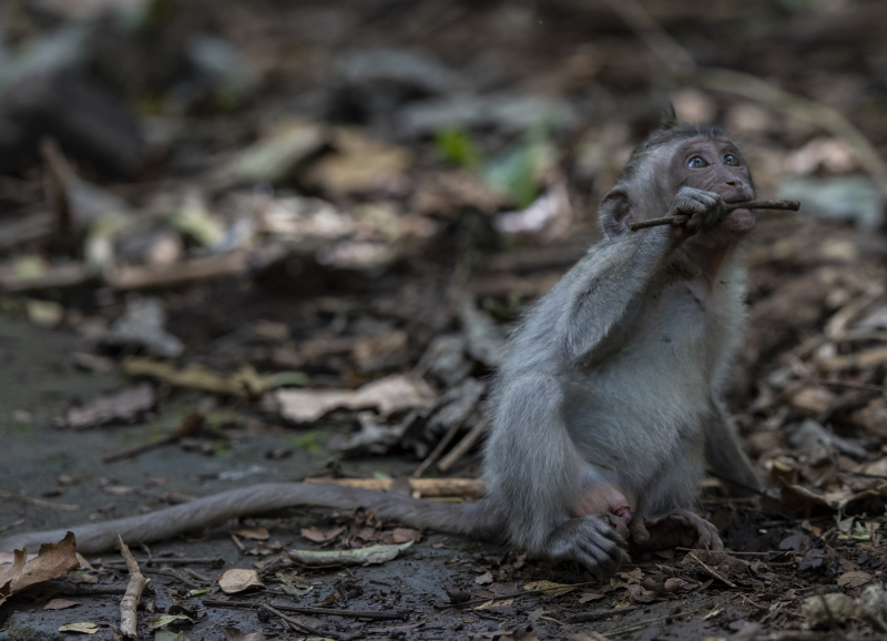 Ubud, Bali
Fra Monkey Forest. Er du redd for apekatter så er ikke dette plassen for deg. Her får du dem plutselig opp i håret for å plukke lus fra deg.
Keywords: Ubud;Indonesia;Bali;Asia